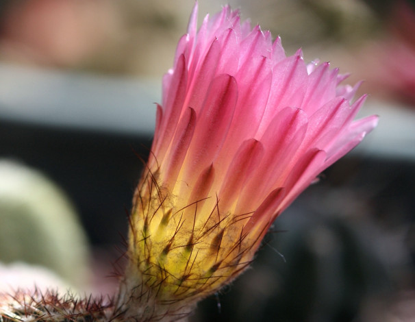 Обои картинки фото цветы, кактусы, кактус, макро, цветение, красота, колючки