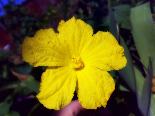 Обои картинки фото цветы, цветущие овощи,  ягоды, макро, жёлтый, цветок