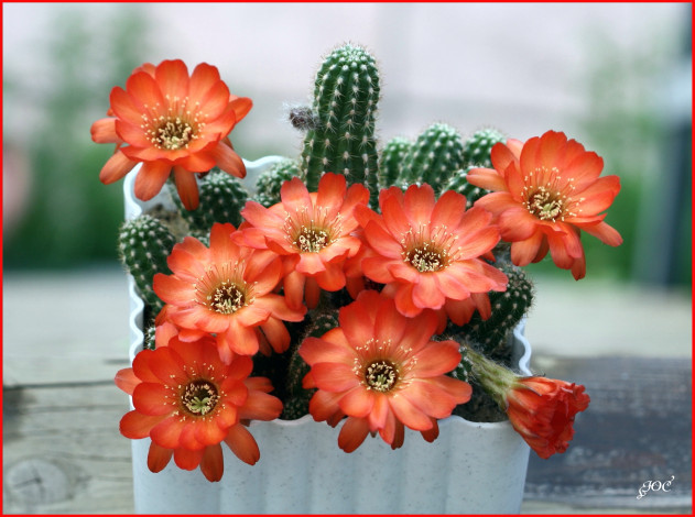 Обои картинки фото цветы, кактусы, кактус, макро, красота, цветение