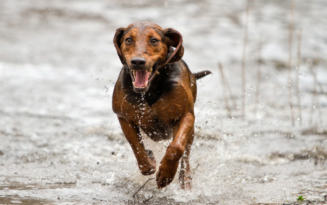 Обои картинки фото животные, собаки, бег, друг, взгляд, собака