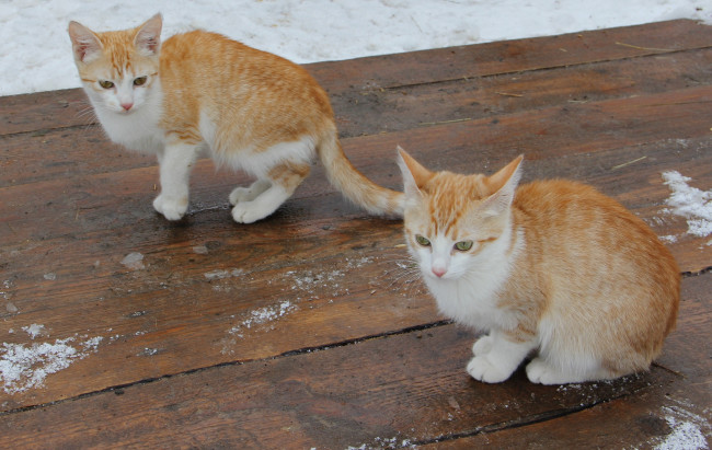 Обои картинки фото животные, коты, котята, пара, рыжие