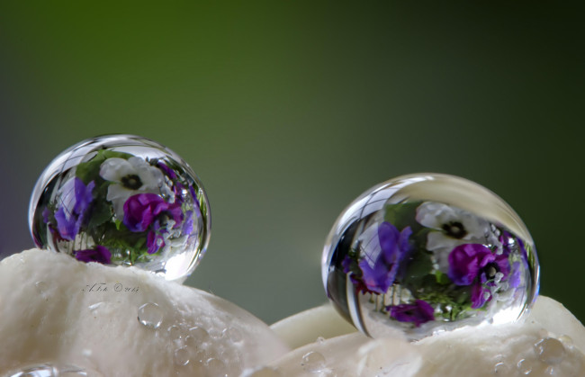 Обои картинки фото разное, капли,  брызги,  всплески, цветы, петунии, макро, вода