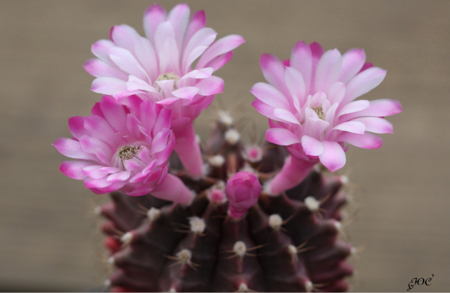 Обои картинки фото цветы, кактусы, кактус, цветение, красота, макро