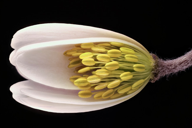 Обои картинки фото цветы, макро, лепестки, тычинки, разрез, цветок