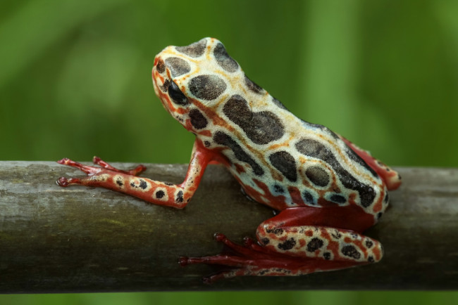 Обои картинки фото животные, лягушки, фон, лягушка, макро