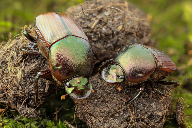 Обои картинки фото животные, насекомые, макро, жуки