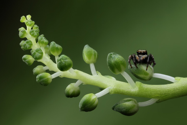 Обои картинки фото животные, пауки, травинка, фон, макро, паучок, паук, бутоны