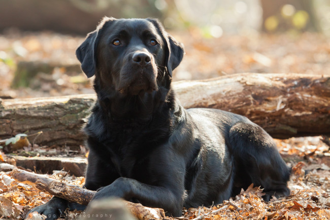 Обои картинки фото животные, собаки, взгляд, собака, друг