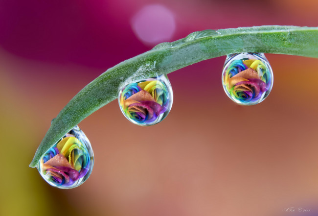 Обои картинки фото разное, капли,  брызги,  всплески, травинка, розы, цветы, роса, макро