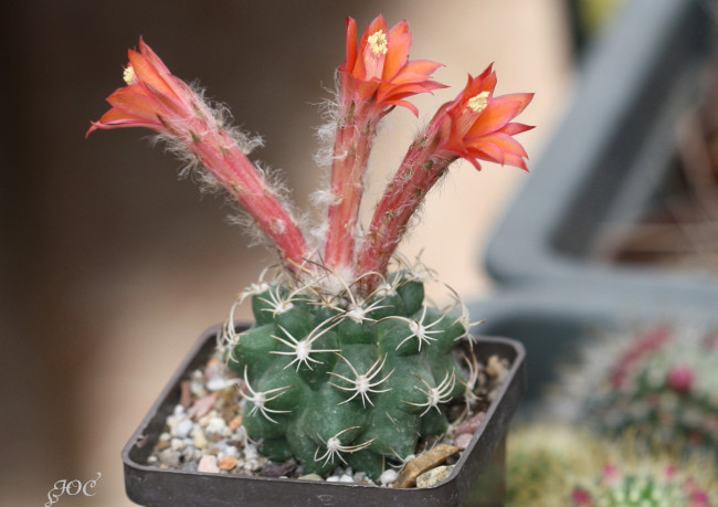 Обои картинки фото цветы, кактусы, макро, кактус, колючки, красота, цветение