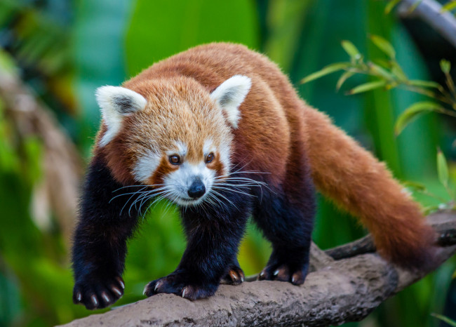 Обои картинки фото животные, панды, панда