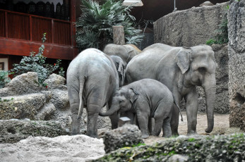 Картинка животные слоны