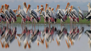 обоя животные, фламинго