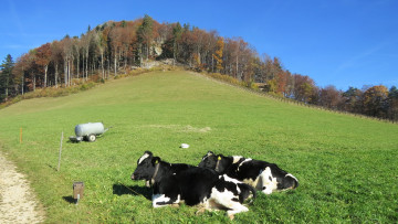 Картинка животные коровы +буйволы луг