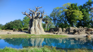 Картинка животные слоны слон заповедник пруд elephant баобаб вода
