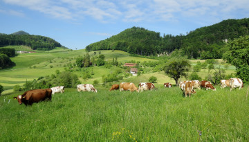 Картинка животные коровы +буйволы луг