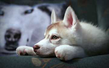 Картинка животные собаки лайка хаски щенок