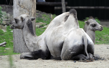 Картинка животные верблюды верблюд загон верблюжонок серый