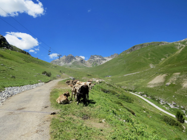 Обои картинки фото животные, коровы,  буйволы, горы