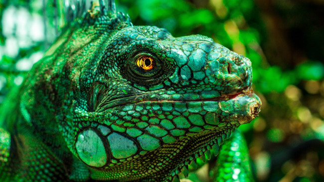 Обои картинки фото животные, Ящерицы,  игуаны,  вараны, игуана