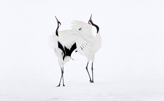 Обои картинки фото животные, журавли, танец, птицы, пара, японские