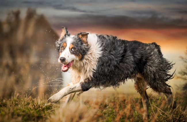 Обои картинки фото животные, собаки, бег, взгляд, собака