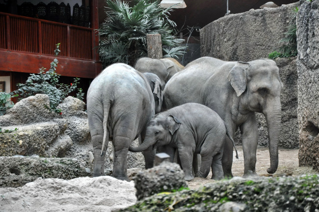 Обои картинки фото животные, слоны