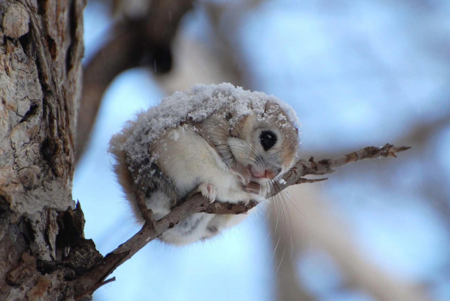 Обои картинки фото белка летяга, животные, белки, снег, дерево, ветка, грызун, серая, летяга, белка