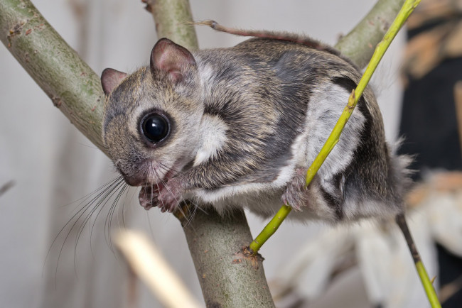 Обои картинки фото белка летяга, животные, белки, ветка, грызун, серая, летяга, белка