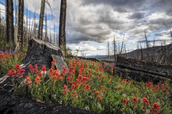 Картинка природа луга простор