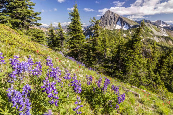 Картинка природа луга простор