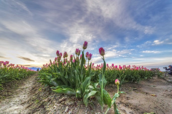 Картинка природа поля простор