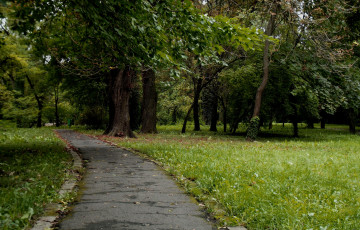 Картинка природа дороги дорожка лес деревья трава поляна