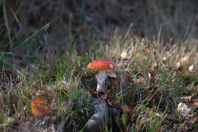 Обои картинки фото природа, грибы,  мухомор, простор