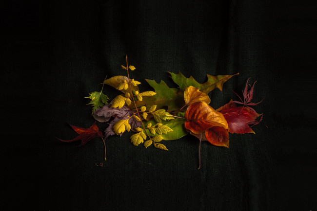 Обои картинки фото природа, листья, фон