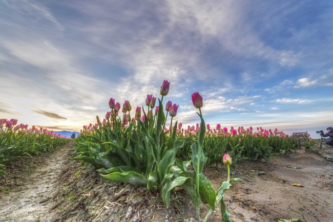 Обои картинки фото природа, поля, простор