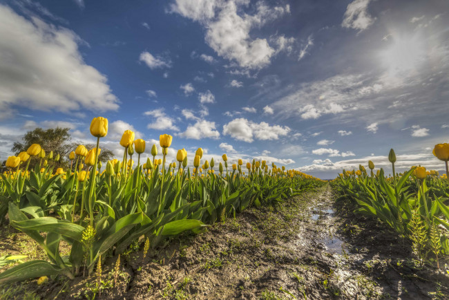 Обои картинки фото природа, поля, простор