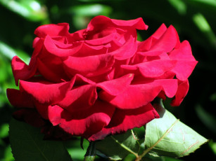 Картинка цветы розы макро