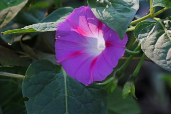 обоя цветы, вьюнки,  ипомеи, лиловый, вьюнок, макро