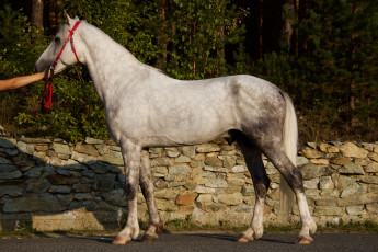 Картинка животные лошади конь деревья забор