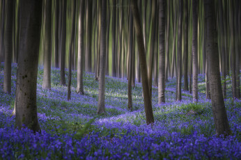 Картинка природа лес цветы весна