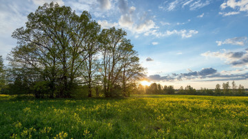 Картинка природа луга лето луг трава цветы