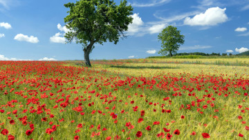 Картинка природа луга лето луг трава цветы маки