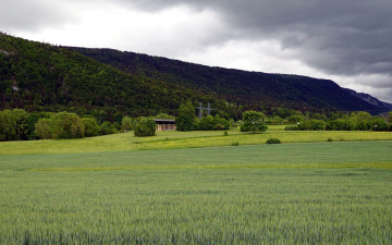 Картинка природа луга лето луг трава