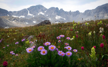 Картинка природа луга лето луг трава цветы