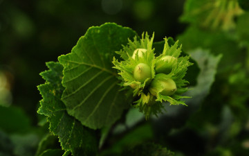 Картинка природа плоды орехи