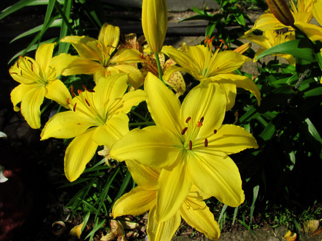 Обои картинки фото цветы, лилии,  лилейники, желтые