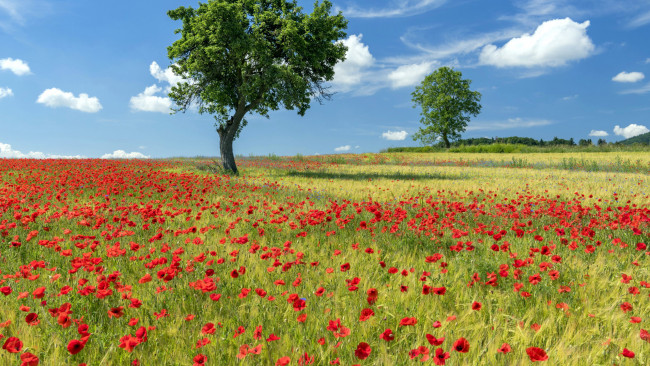 Обои картинки фото природа, луга, лето, луг, трава, цветы, маки