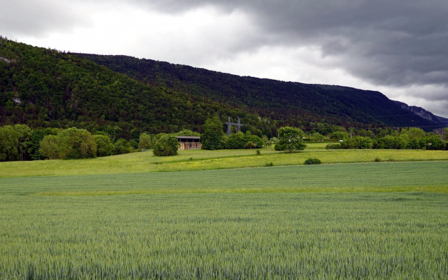 Обои картинки фото природа, луга, лето, луг, трава