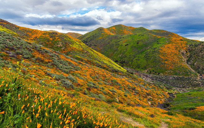 Обои картинки фото природа, луга, лето, луг, трава, цветы